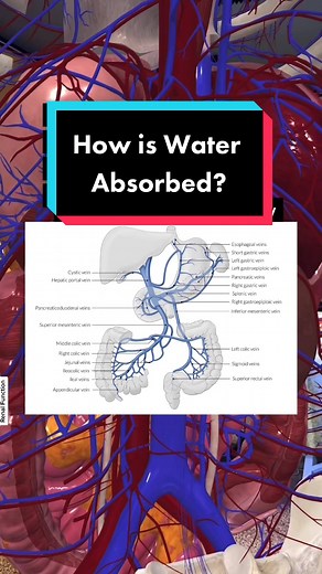 Understanding Water's Journey Through the Body