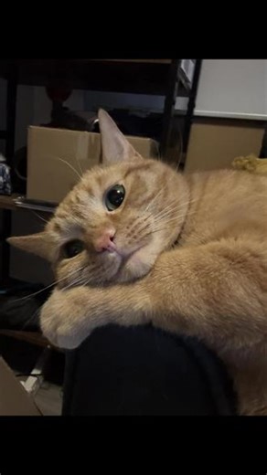 卡动物图片 #宠物 #猫咪 #可爱到爆炸💥 #动物世界 #猫为什么这么可爱