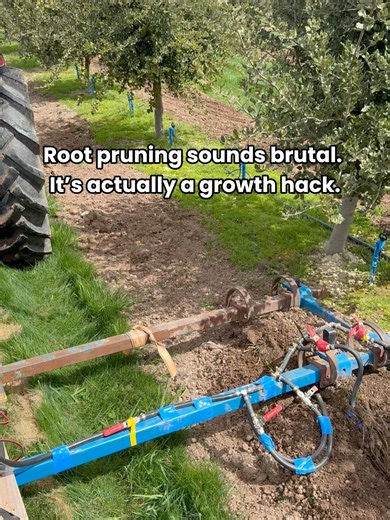 Root Pruning in Truffle Orchards Explained