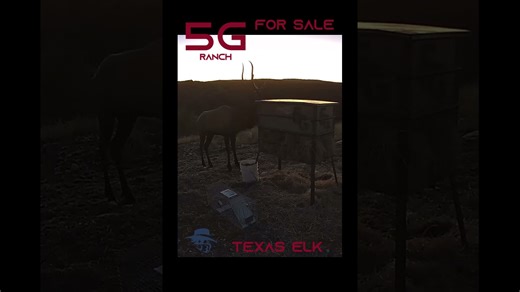 All about Texas elk management and hunting tips