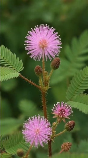 Touching a "Touch-Me-Not" | Rare Plant Movement in 4K #shorts