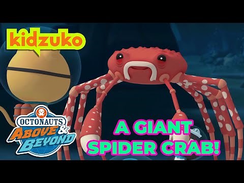 ‪@Octonauts‬ - The Giant Spider Crab | Full Episode 45 | ‪@Kidzuko‬