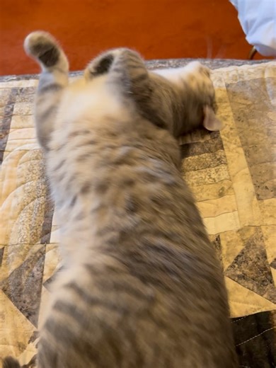 SAFE Team Rescue on Reels