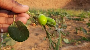Gmelina arborea tree fruit. Gmelina arborea, other names beechwood, gmelina, goomar teak, Kashmir tree, Malay beechwood, white teak, yamane. locally known as gamhar tree.