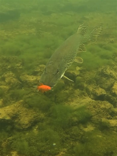 Discover Goldfish: A Pike Fishing Adventure