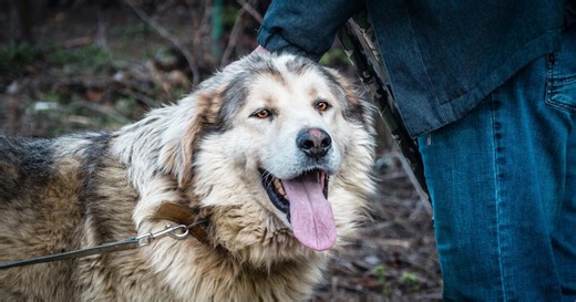 Агресивно куче алабай тормози жителите на столичния кв. „Драгалевци“
