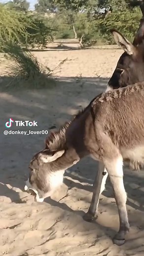 Discover the Funniest Donkey Moments Ever