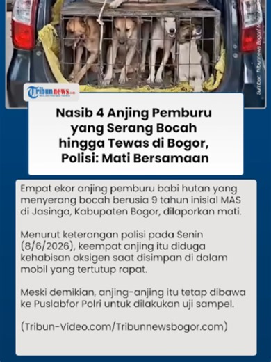4 Anjing Pemburu Babi Hutan yang Serang Bocah hingga Tewas di Jasinga Bogor Mati Bersamaan #anjingpemburu #beritaterkini #tiktokberita