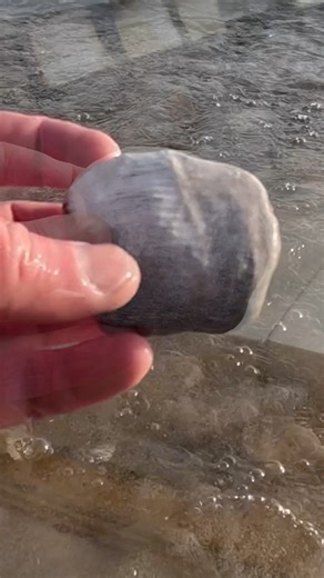 Michigan Rocks on Reels