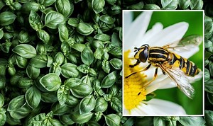 Gardening expert gives tips on deterring pets and pests