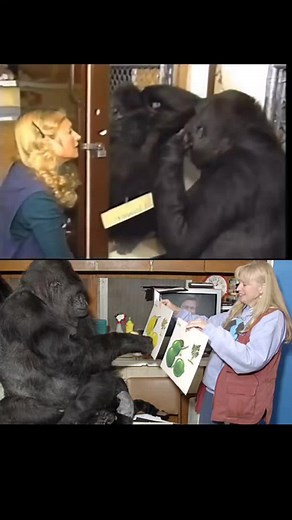 gorillakoko70 no TikTok