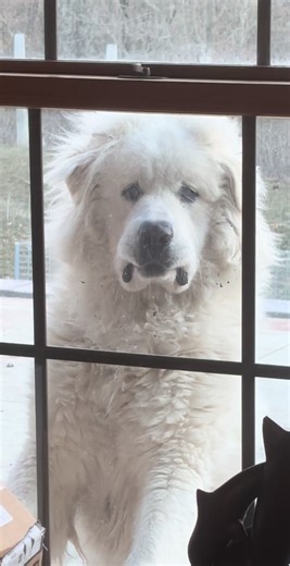 Adorable Great Pyrenees Puppy Wants to Come Inside