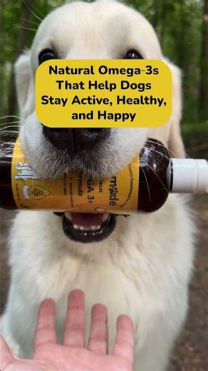 Premium Ingredients to Support Dogs’ Skin, Coat, and Overall Wellbeing