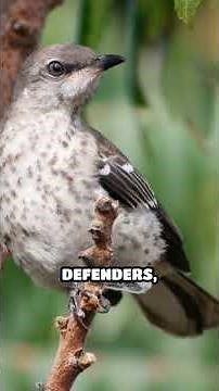 Mockingbird Mastery: Nature’s Greatest Mimic #short#mindmatter #WildlifeScience #NatureSounds