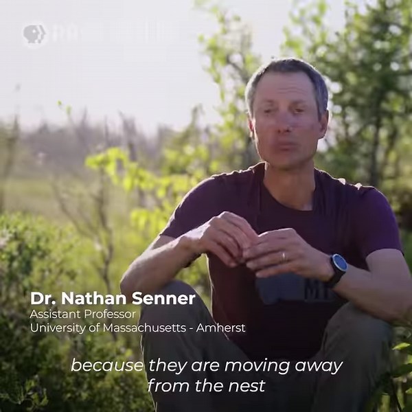 Scientists aren’t the only ones searching for shorebird nests. Stream Flyways now: to.pbs.org/3tSLfHf | Nature | PBS