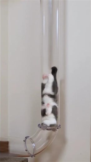 Blue Bicolor Kitten's Zen Tatami Slide