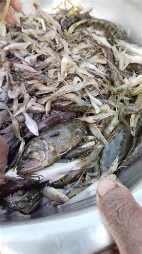 তুরাগ নদীর মাছ || চায়না জাল দিয়ে অনেক সুন্দর মাছ ধরলাম || #riverfishingstory #রাক্ষসজাল #তুরাগনদী