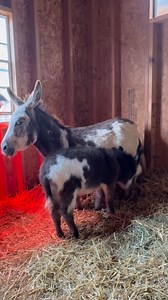Meet Penelope, our adorable micro miniature donkey, and her amazing mom, Louise !💖 #DonkeyKingdom #donkeylove #miniaturedonkey #donkeylovers #animals #animallover | Donkey Kingdom