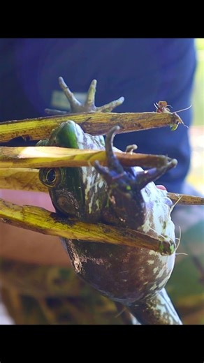 Frog Spear Nearly Guarantees Survival Food at the Water’s Edge! LINK IN BIO! https://youtu.be/bfoxgbzUpCg?si=-QbQeud8pnG9oFvJ #spear #frog #gig #frogs #water #pond #hunt #survive #food #tasty #frogleg #meat #swamp #swampthing #hop #airborne #rangersurvivalfieldcraft | Ranger Survival & Field Craft