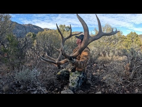 Horseback Shed Hunt Turns Into TWO Brown Elk Sets.. My Biggest Find