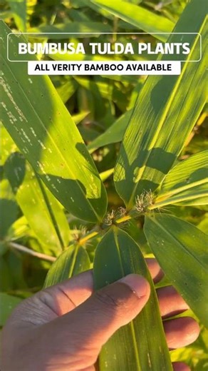 All Types Off Bamboo Available | Premium 2-6 Ft Plants (8-10 Stems/Bag) @AssamNurserylive #bamboo