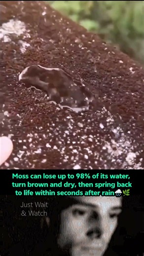 Moss Can Come Back to Life After Decades Without Water! 🌿 #shorts