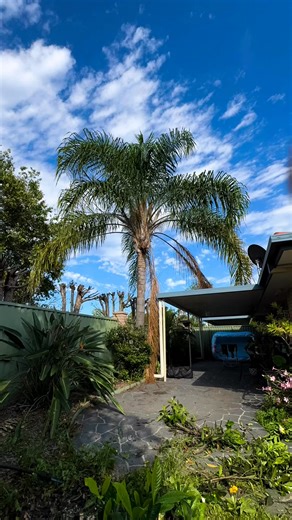 2.7K views · 11 reactions | Cocos palm removed today  no more risk to fences or carports this storm season  | Mr Chipper Trees | Facebook