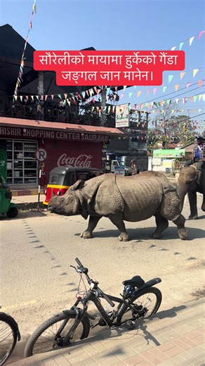 सौरेलीको मायामा गैंडा जंगल जान मानेन