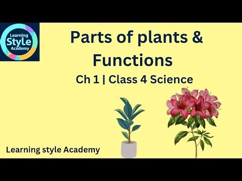 Class 4 Science Ch 1 | Parts of Plants and Their Functions | Easy Explanation