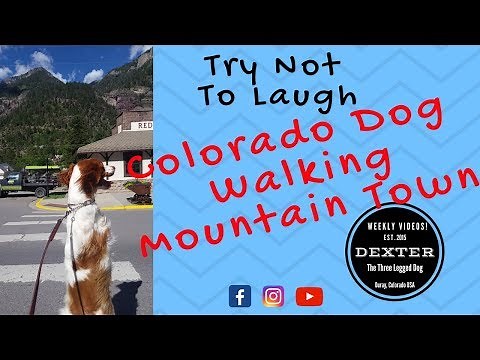 Dexter! DOG WALKING UPRIGHT! Try Not to Laugh! Colorado Dog walking on Hind Legs in Mountain Town