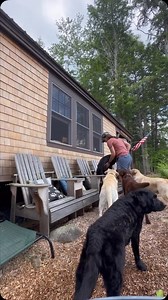 Camp dogs #camp #englishlabs #dogs #dogsofinsta #talesofalab #worldoflabs ##ilovedogs #dogsrule #feedrealfood #healthydogs | Chalk Pond Retrievers