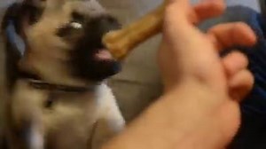 2K views · 88 reactions | I fully empathise with this pup's food...