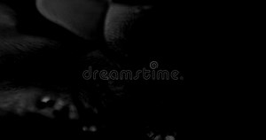 Old Film Effects. Scratches. Overlay. Analog Glitch. Transition Stock Footage - Video of effects, electronic: 174464924