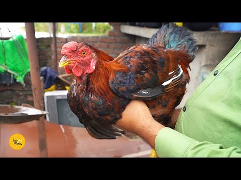 Jammu Village Style Desi Murga Making Rs. 700/- Per Kg l आपने देसी मुर्गा कभी खाया है? l Street Food