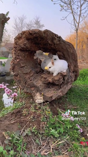 🤪The pastoral little cute pet chinchilla gives the little rabbit a warm hug #Rabbit #cute #pet #bunnies🐰 #cuteanimals #fyp