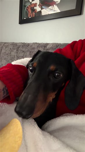 Hilarious Mini Dachshund Enjoying Pringles