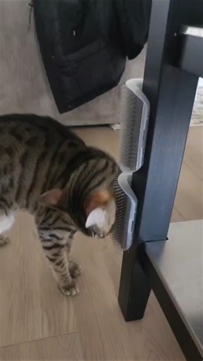 why does my cat do this when he's hungry?