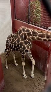 Kenya puts his indifferent seal of approval on his fresh sand stall. Enjoy buddy! | Niabi Zoo