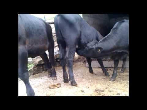 Cow-job