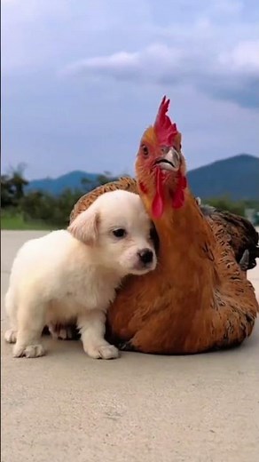 "Dogs Being Silly 🐶🤣 Funniest Dog Reaction Compilation!" [Part ‑ 03] ‑ Cutest animal Moments