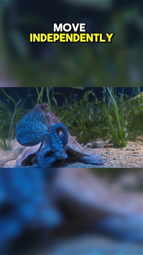 Top Ten Underwater Predators That Are Master Ambush Hunters: Giant Pacific Octopus