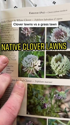 Benefits of Replacing Grass with Native Clover Lawns