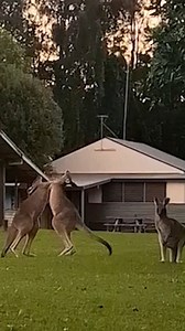 17K views · 106 reactions | This unsuspecting hiker found himself witnessing a kangaroo showdown! | News.com.au | Facebook