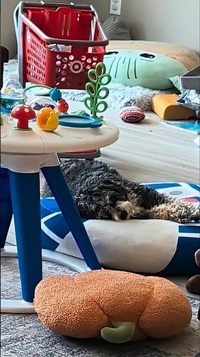 Cavapoo Puppies Nap Before Toddlers Get Home