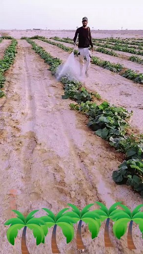 ALAUDDIN على TikTok