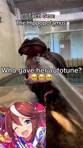 Meet the Hippo! #umamusume #umamusumeprettyderby #fyp #anime #animals | hippopotamus