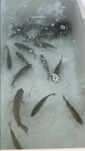 Out catching sunfish, bluegill, redear green, sunfish to stock in my pond ￼#fishing#outdoors