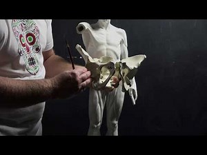 ANATOMY FOR ARTISTS: The Upper Leg-Ecorche Lecture