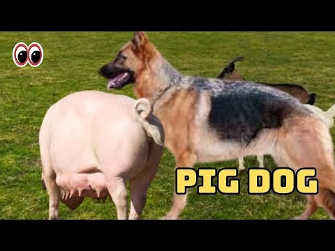 Can You Create a Dog-Pig Hybrid? The Genetic Science Explained