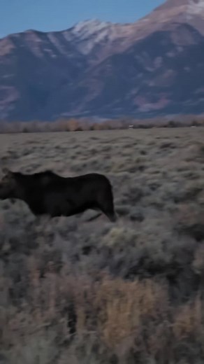 Mama and her calf crossing in the quiet dawn hours. So many moose have been hit this year alone, it's so important to slow way down in Grand Teton, especially during the wee hours, moose are so hard to see... #moose #beaware #wildlife | T. Lyn Neufeld Photography
